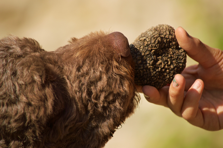 Truffle hunting dog searching for truffles in a private forest in Tuscany