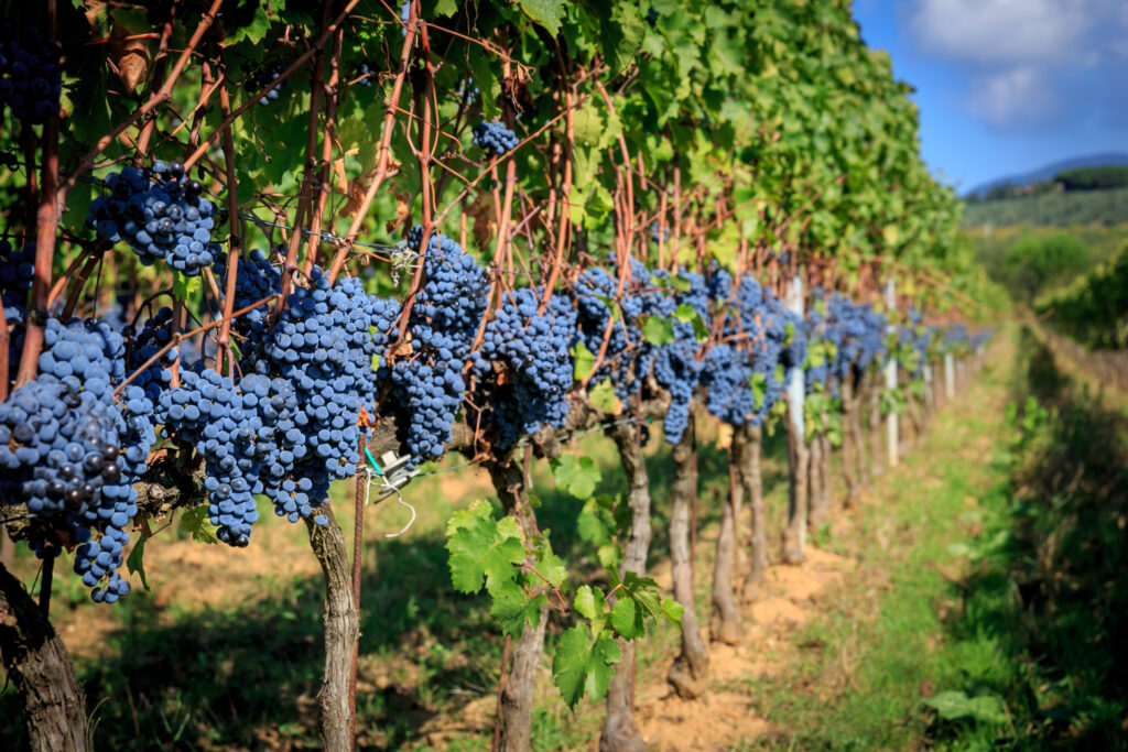 Rows of ripe Sangiovese grapes hanging on vines in a Chianti vineyard during a private wine tour in Tuscany, Italy