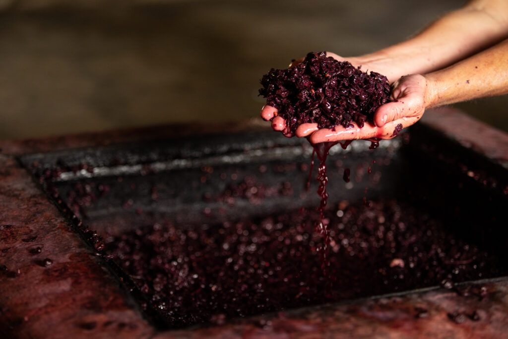 Hands squeezing freshly harvested Chianti grapes during traditional winemaking