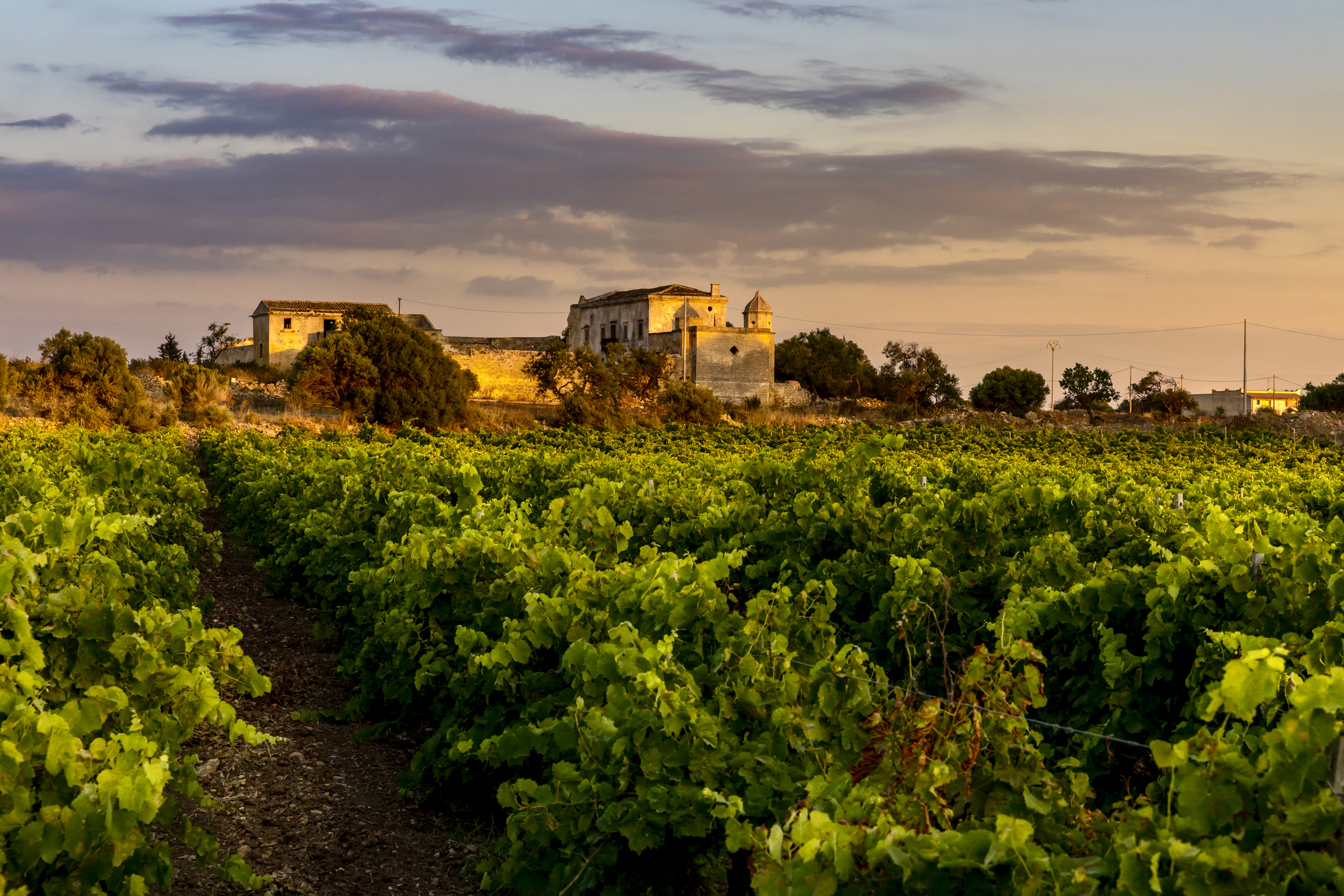 Vineyard at golden hour with a historic Tuscan estate in the distance, featured on a private wine tour in Chianti, Italy